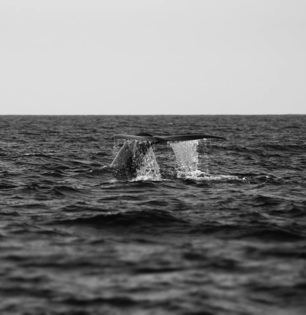 a whale jumping out of the water towards the land