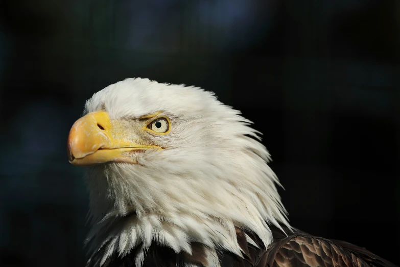 close up po of an eagle in profile, in dark background