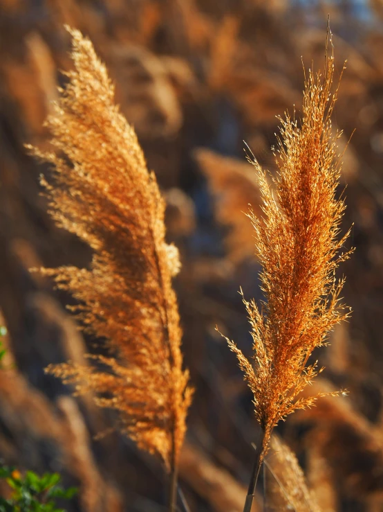 two fuzzy orange plants in front of a blurry background