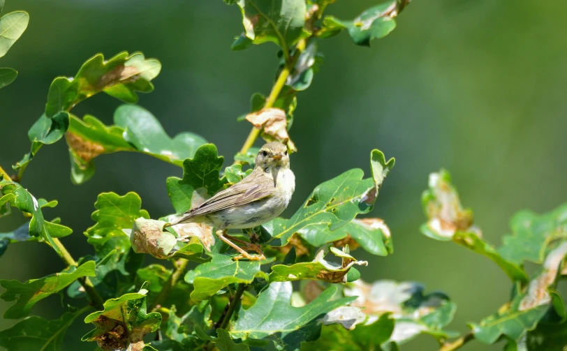 there is a bird sitting on the tree nch