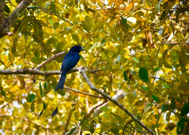 a small blue bird perched on the side of a tree