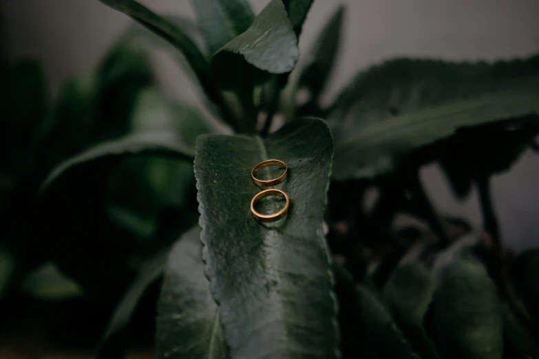 two gold rings on green leaves with greenery in background