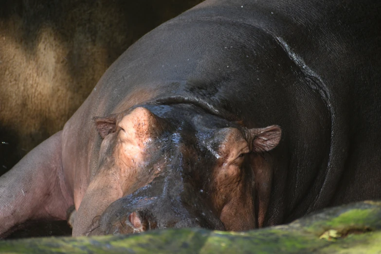 the hippopotamus has its nose in the water