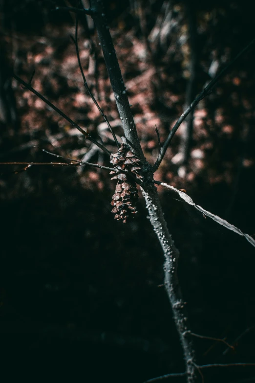 a tree has several pieces of brown string attached