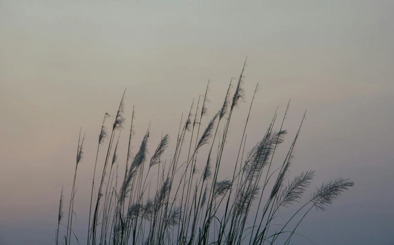 tall grasses blowing in the wind on a gray, foggy day