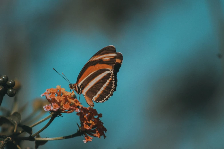 a colorful erfly sitting on top of a flower