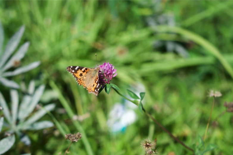 there is a erfly sitting on a flower