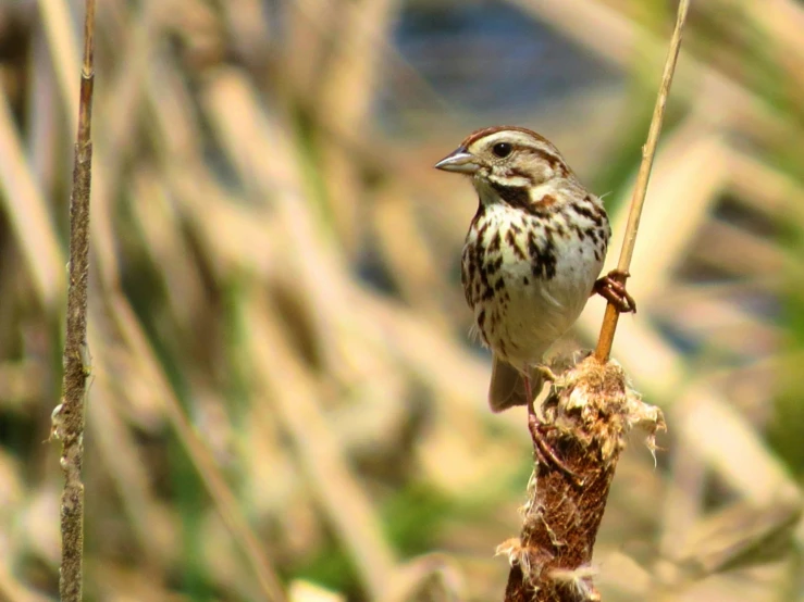 a small bird perched on top of a dry plant