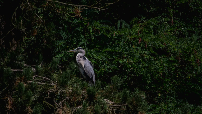 a bird sits in the trees and bushes