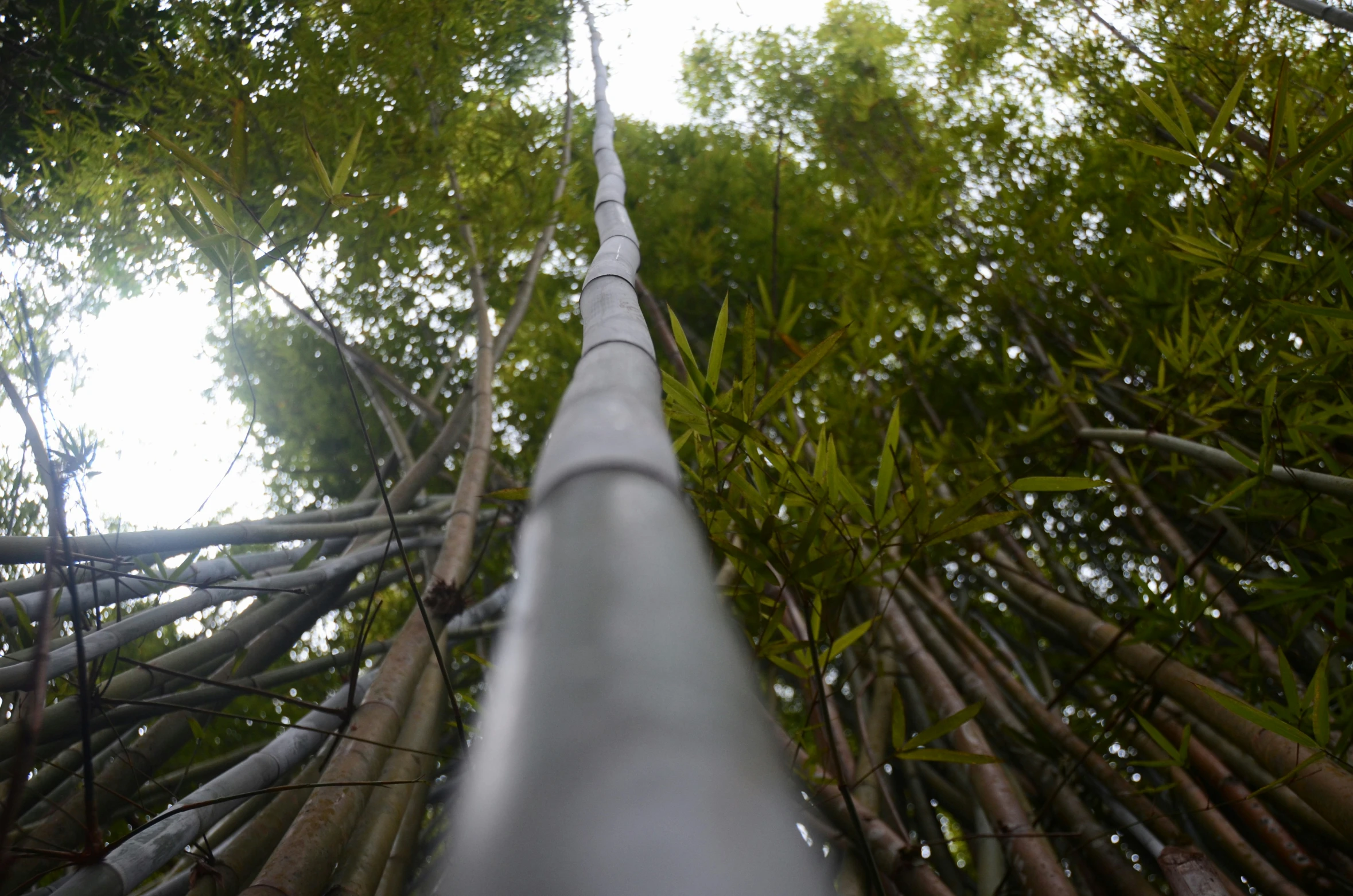 high up view of an extremely tall plant with several leaves