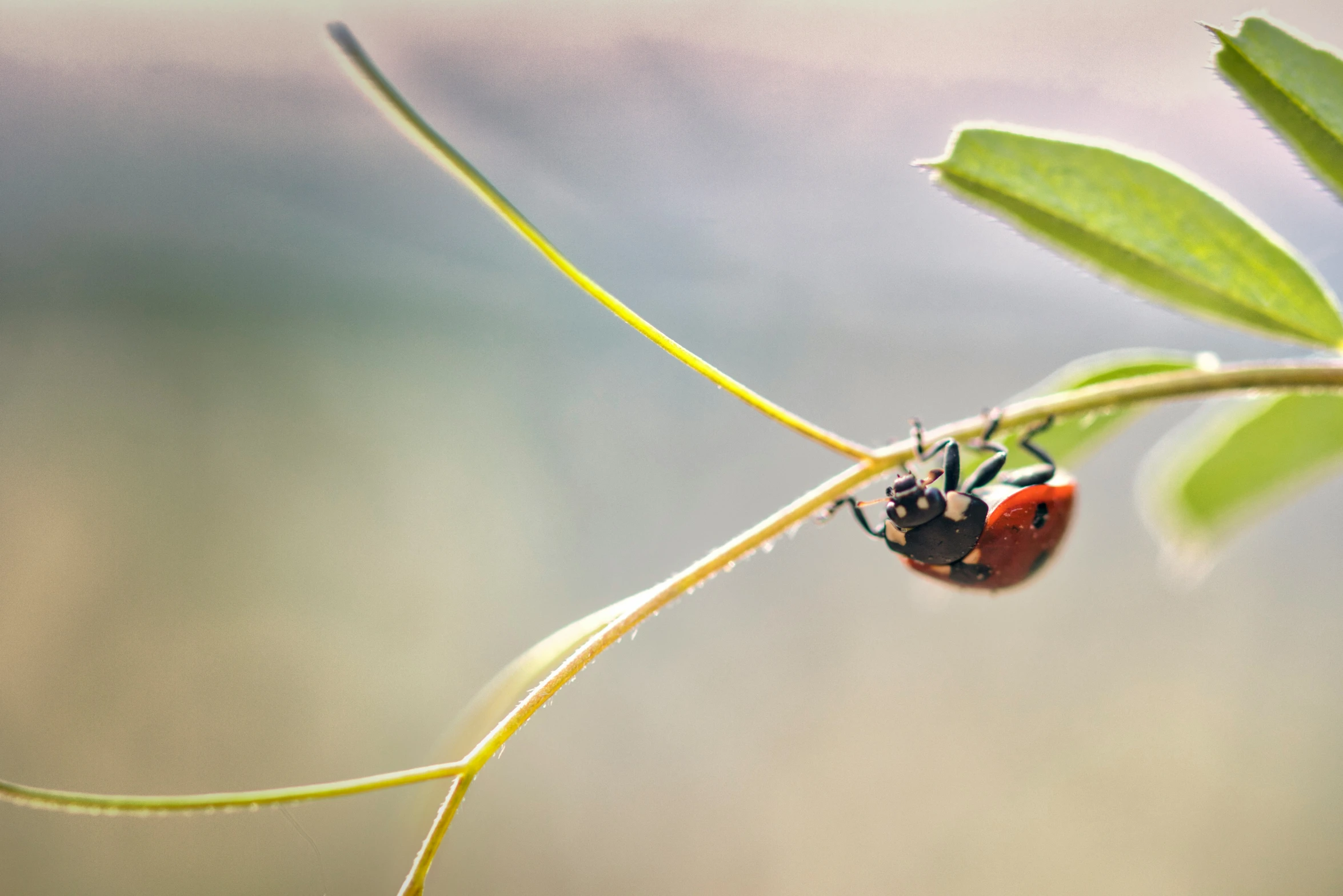 a close up of a lady bug on a twig