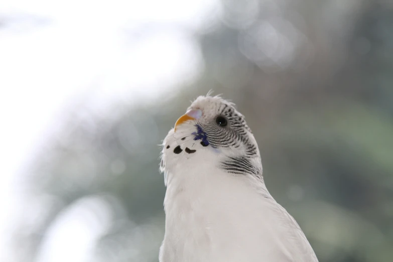 the small parrot is sitting up on the nch