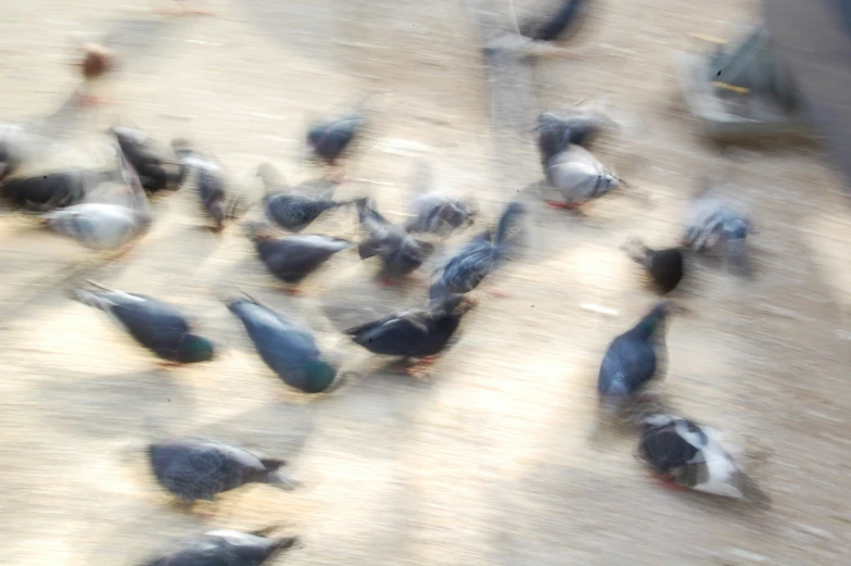 a flock of pigeons are standing near a door