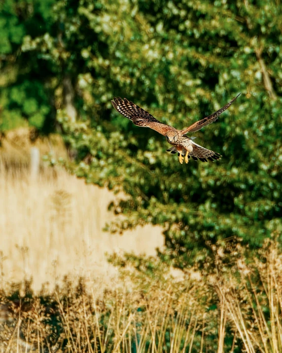 an owl is flying away from the brush