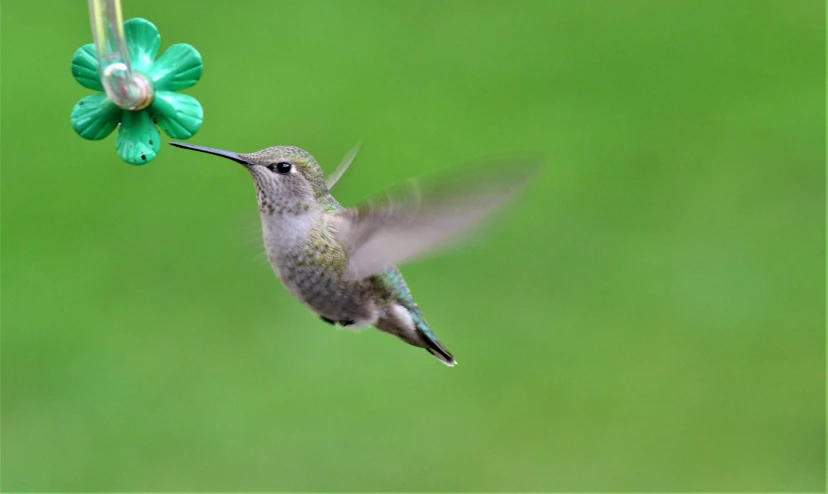 a hummingbird taking flight with its beak to a flower