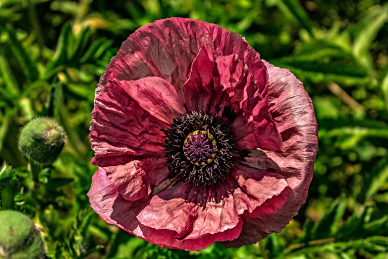 a pink flower that is in some green grass