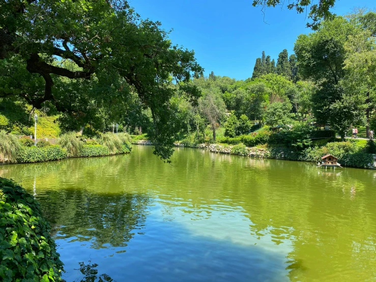 the water is clean and clear with lots of trees around it