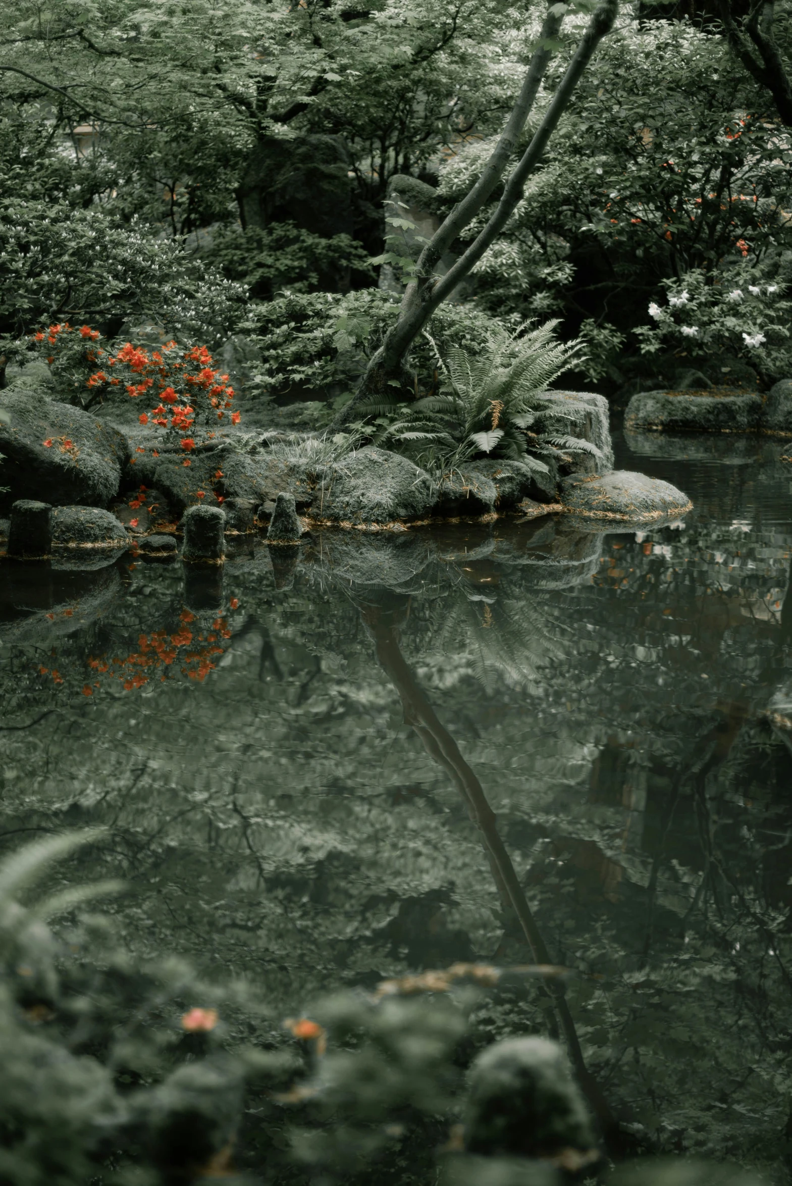 the trees around the creek are reflected in the water