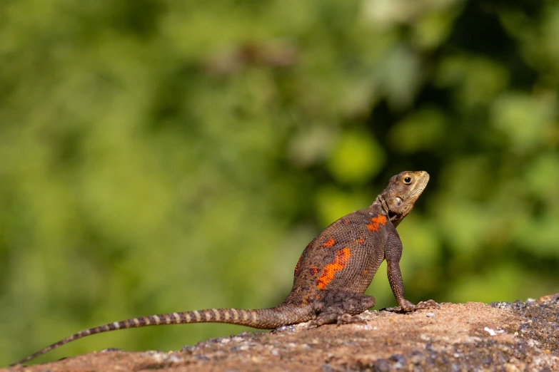 an orange and black lizard sitting on top of a stone