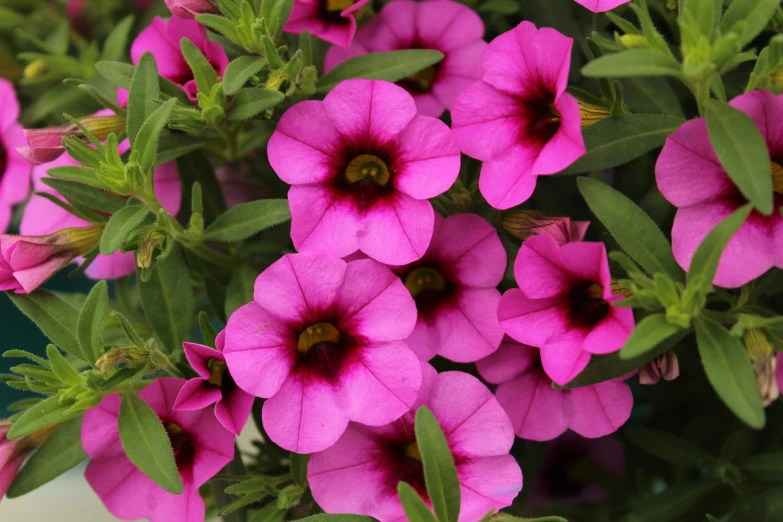 purple flowers with green leaves in a pot