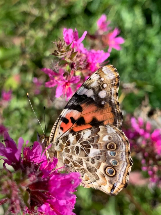 an orange and black erfly standing on some purple flowers