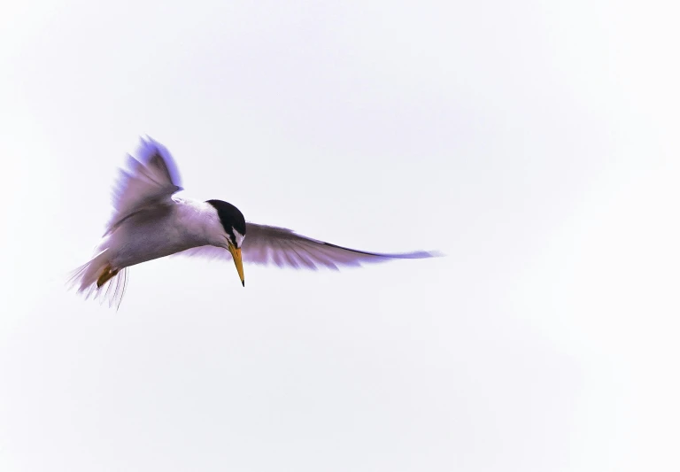 a white bird flying through the air with a small yellow beak