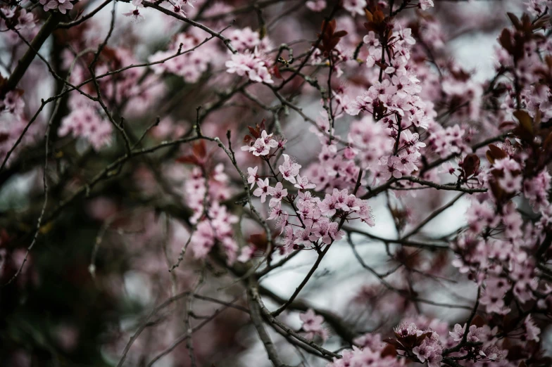 a pink flower growing on the nch of a tree