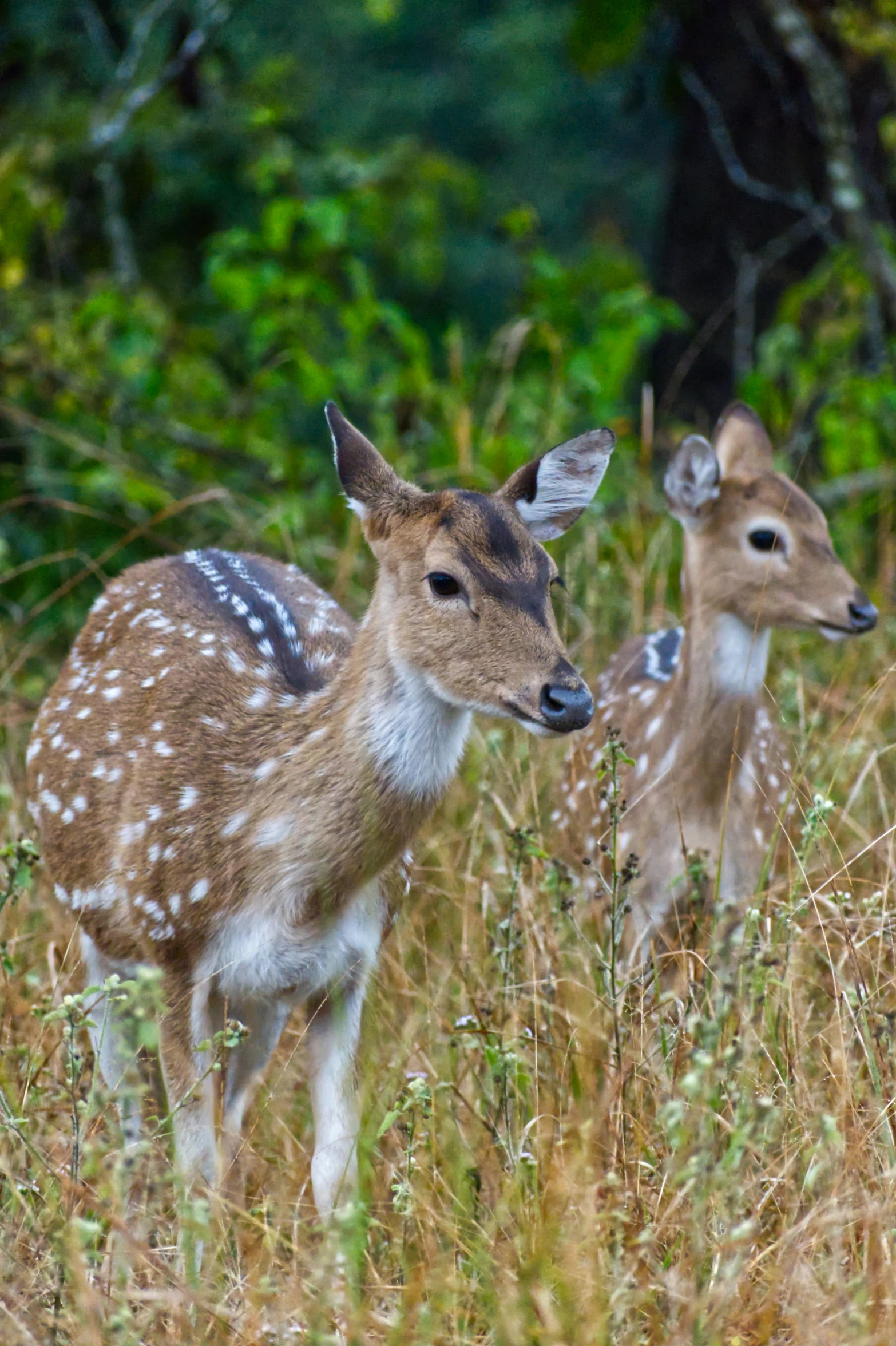 two young deers in tall grass near trees