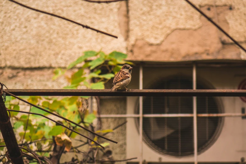 a bird perched on a metal rod near a brick building