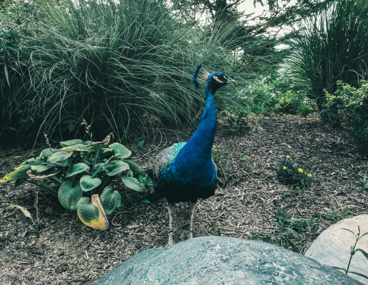 an peacock walking through a bush and rocks