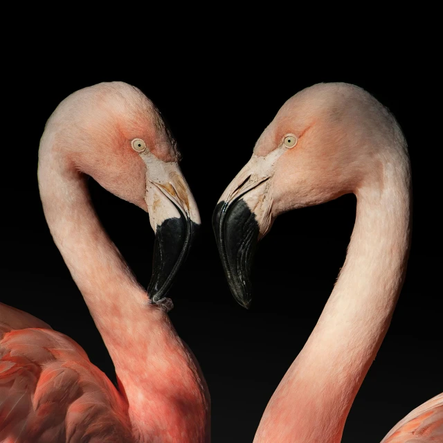 a couple of flamingos that are standing together