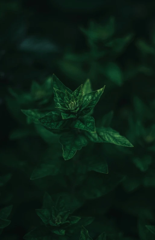 green leaf in the dark with some light on