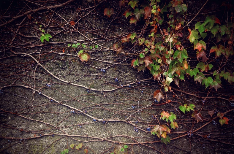 closeup of vine on concrete ground in front of shrub