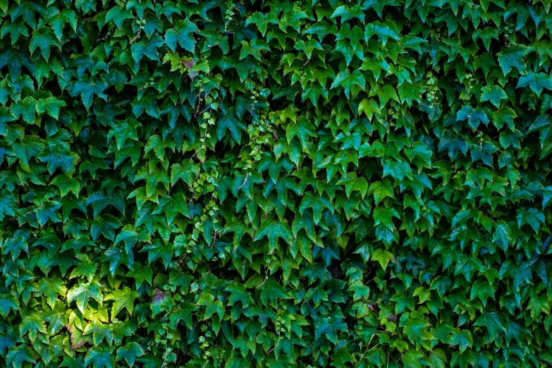 a brown teddy bear is laying against a green ivy