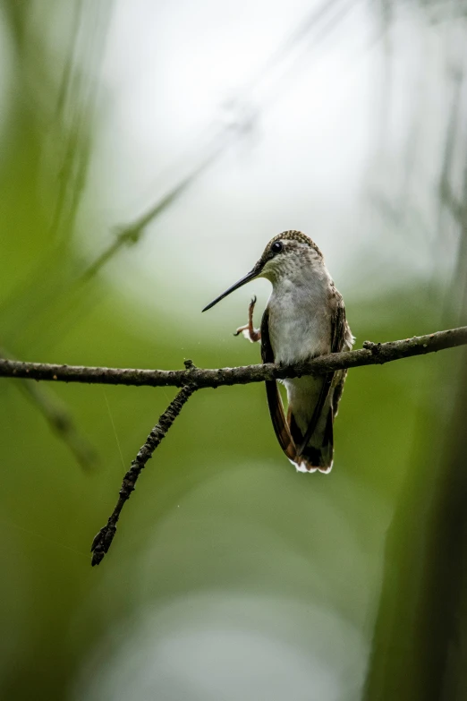 a bird sitting on a nch while looking ahead