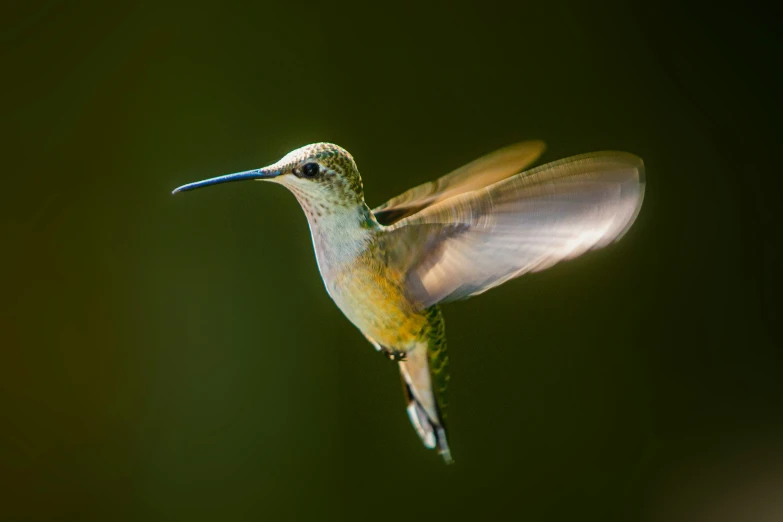 a hummingbird flying in the air with its wings extended