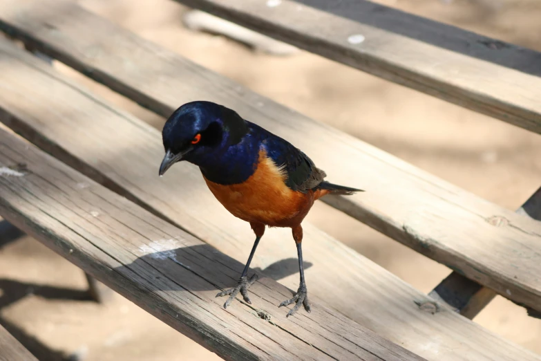 a little bird perched on a wood bench