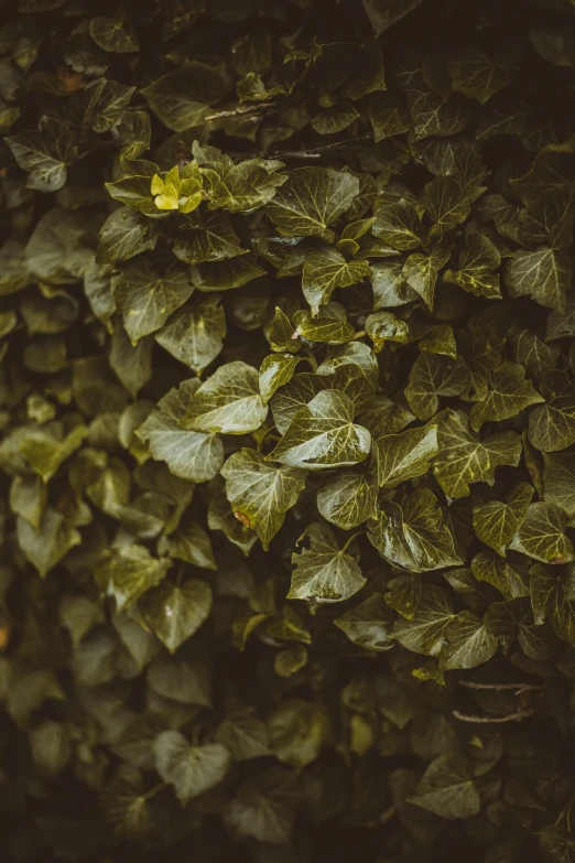 large number of leaves growing on the wall