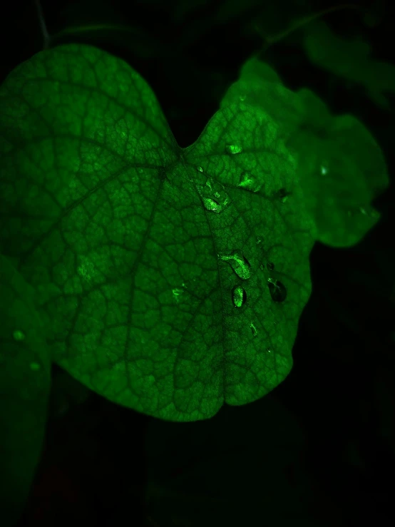 a green leaf with water drops sitting on it's back