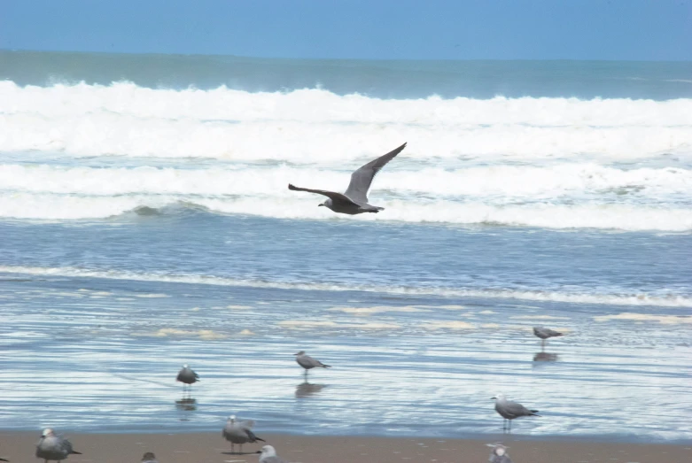 several birds are on the shore of the ocean