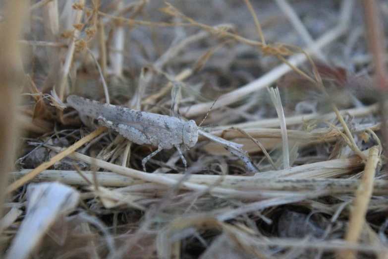 there is a grasshopper with brown eyes