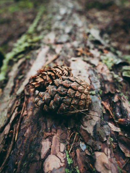 a single pine cone on a tree trunk