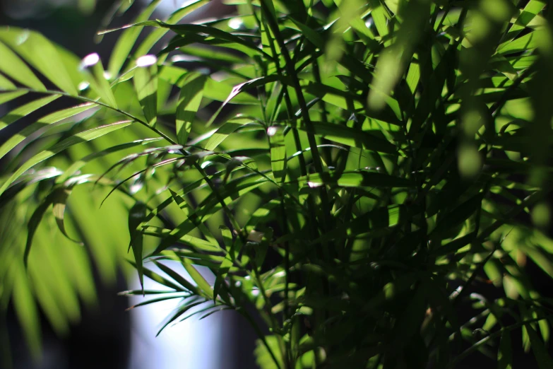 closeup of a plant with very thin leaves