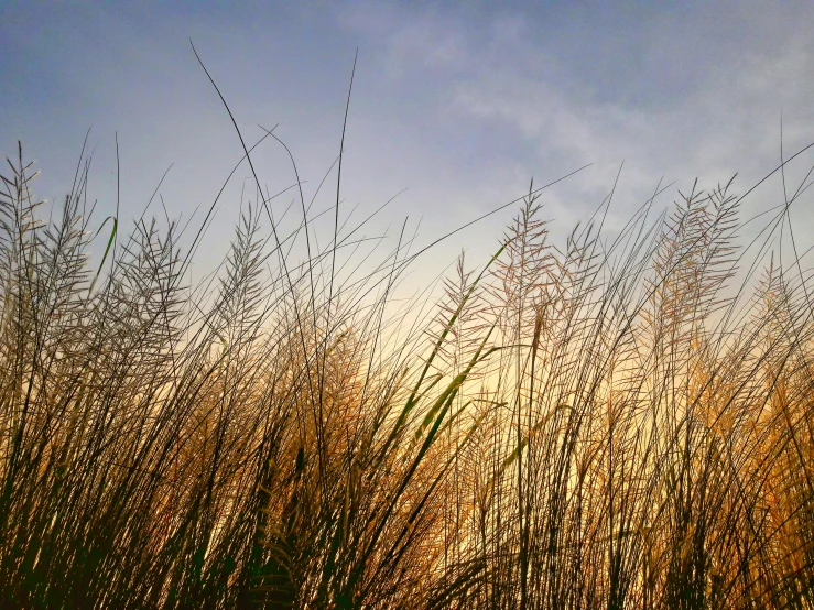 a tall group of grass is shown against the sky