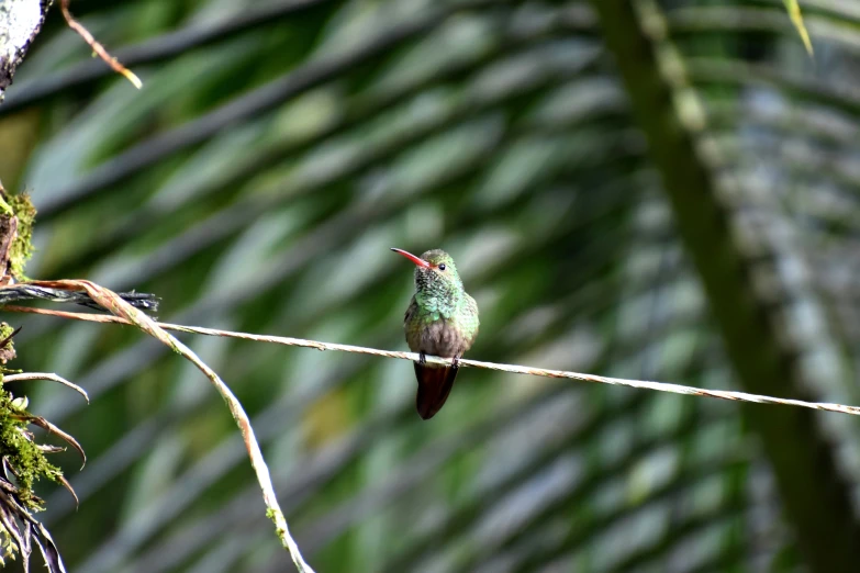 a small bird sits on a nch by some trees