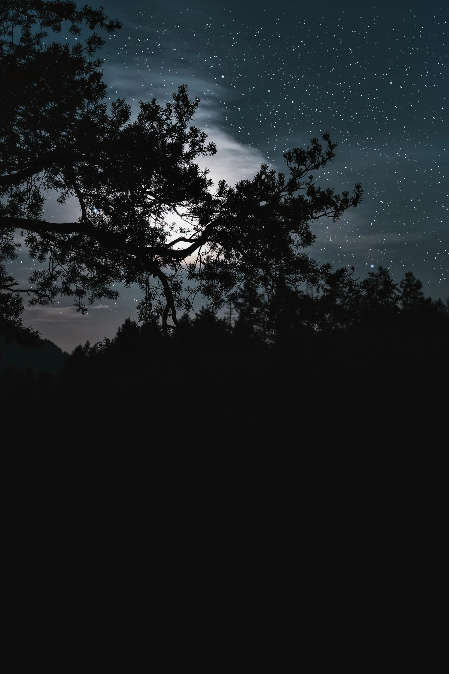 the moon is visible behind a tree in a dark sky