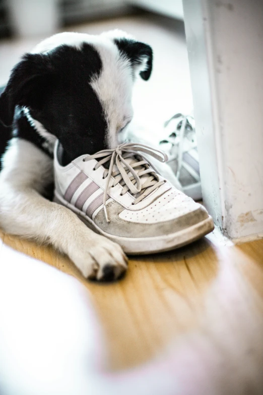 a dog chews on the shoe of a shoelace