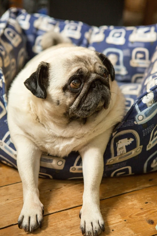 small pug dog lying in bed on the floor