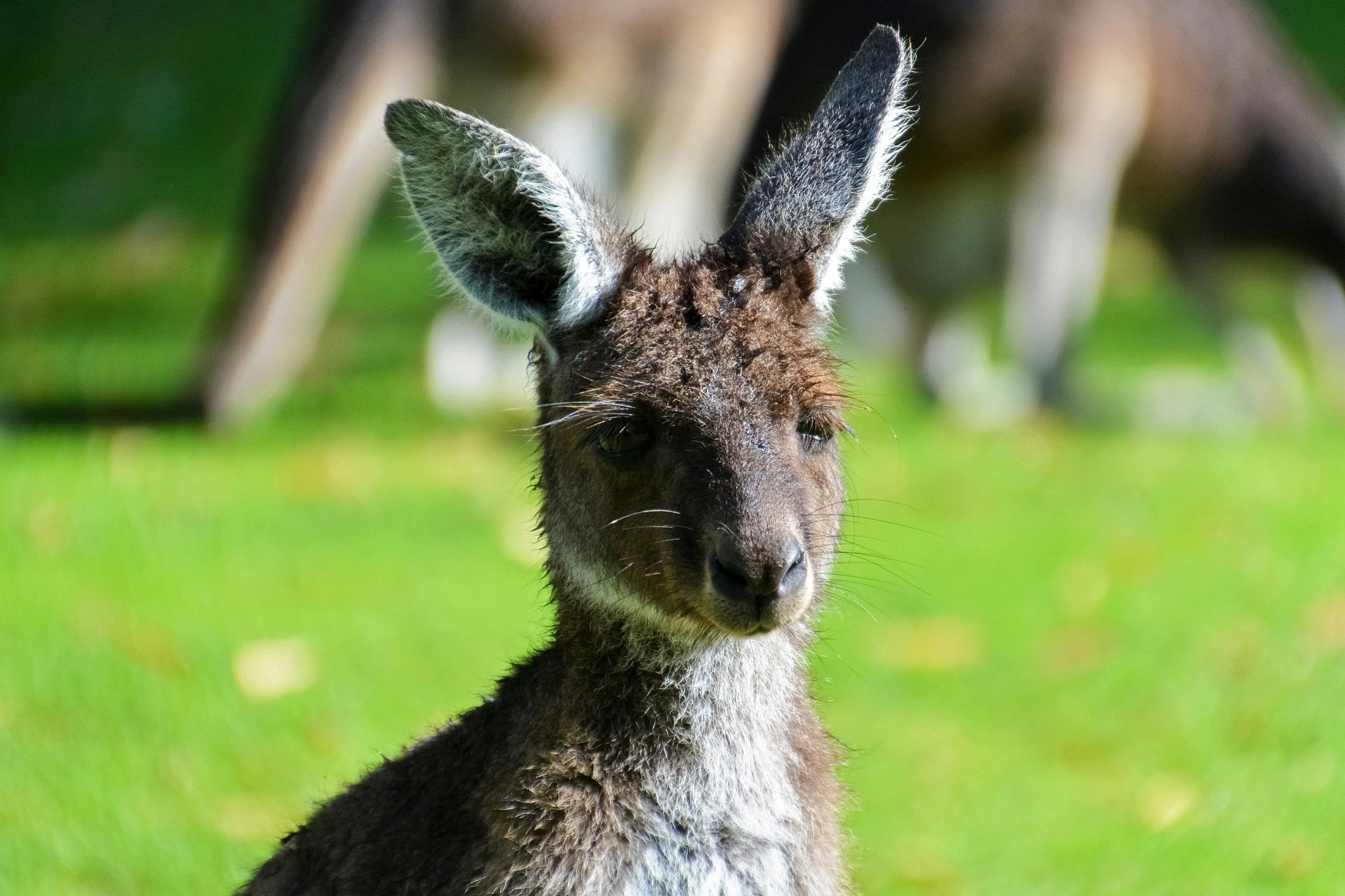 a close up of the face of a kangaroo