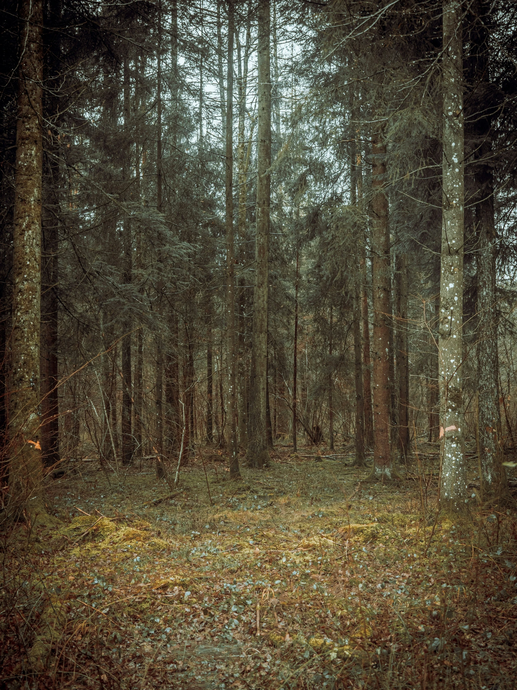 a forest filled with lots of trees on top of a field